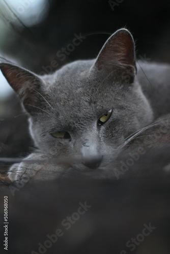 portrait of a cat