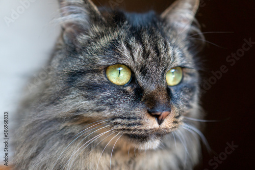 見つめる猫。アメリカンショートヘアのミックスのネコ。雑種。かわいい