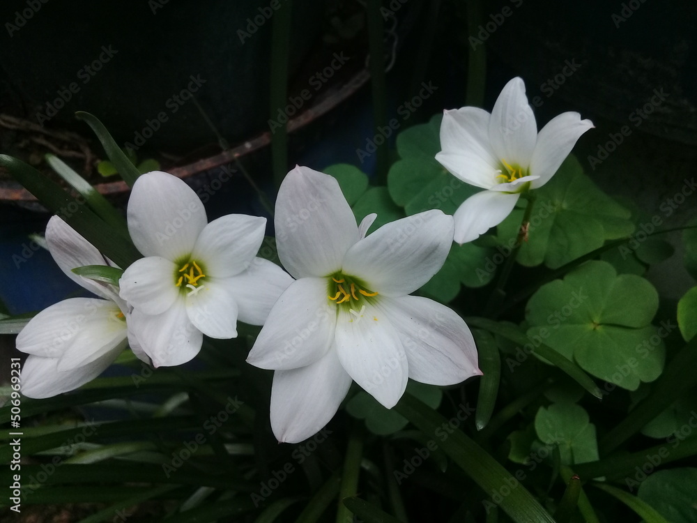 Flores de jardín Flores de jardín