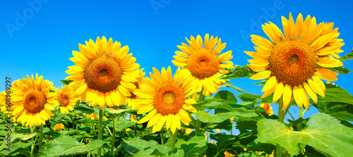 Image of sunflower field in full bloom