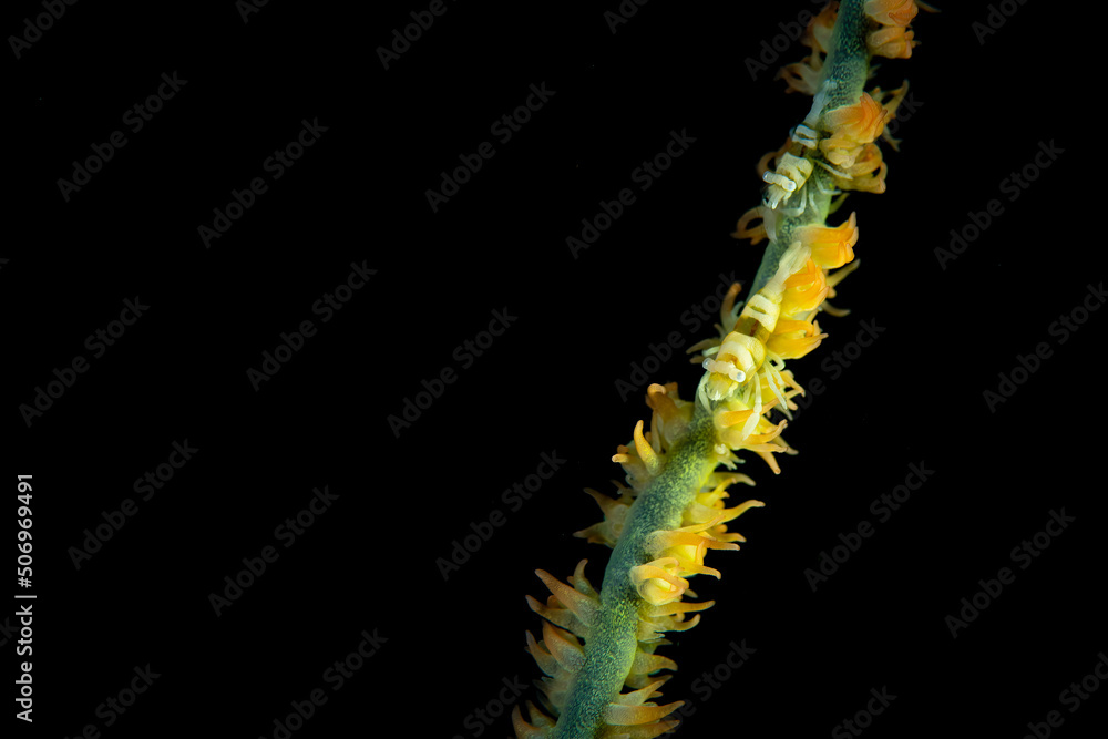 Fototapeta premium A coral whip shrimp