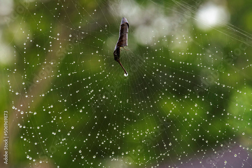 Australian Garden Orb Weaver Spider (Argiope catenulata) photo