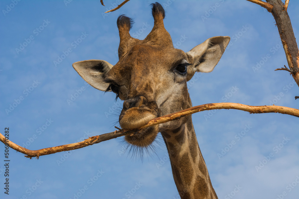 Naklejka premium Giraffe