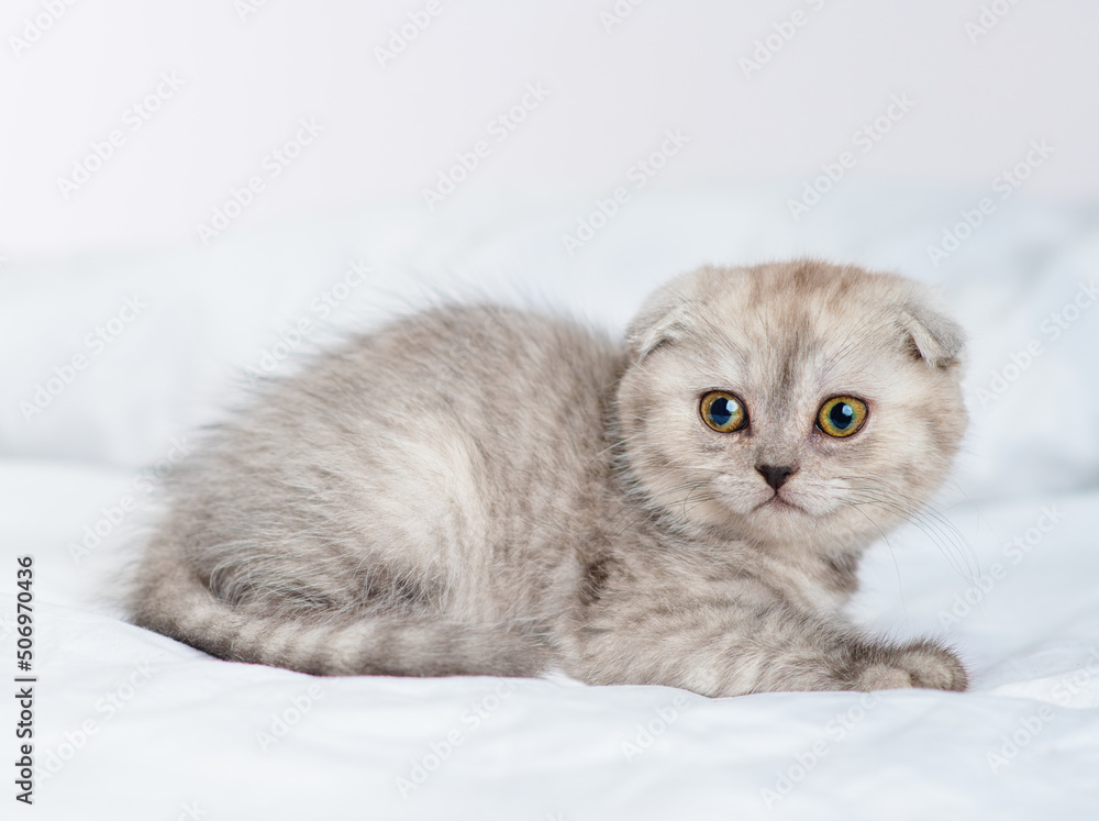 Small gray fluffy kitten lying on the bed