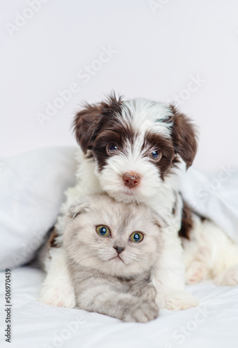 Small puppy of Yorkshire terrier breed in black and white hugging a gray kitten of Scottish breed under a blanket on a bed at home