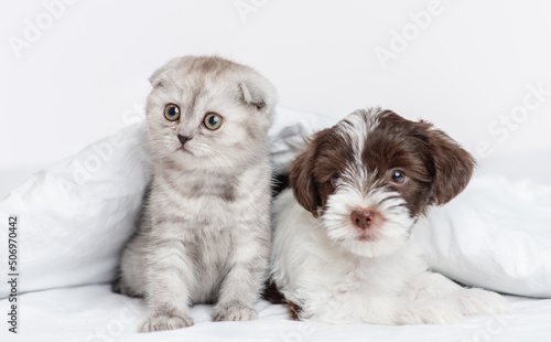 Wallpaper Mural A small puppy of the Yorkshire terrier breed in black and white lies next to a gray kitten of the Scottish breed under a blanket on a bed at home. Puppy and kitten on the bed lying together Torontodigital.ca
