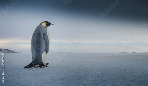 Emperor Penguin Walking in Antarctica