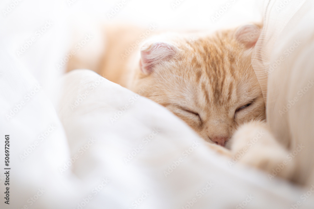 Little kitten sleeps in curtains on windowsill. Cute muzzle of pet lies on its paws