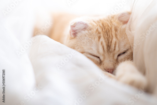 Little kitten sleeps in curtains on windowsill. Cute muzzle of pet lies on its paws