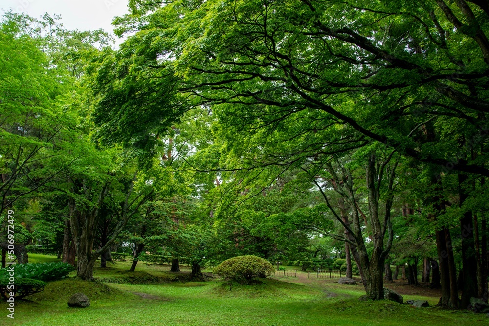 Fototapeta premium 緑に包まれて