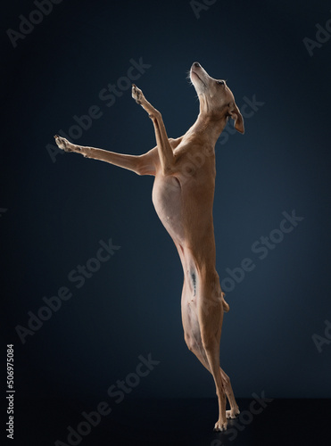 The dog stands on its hind legs. Elegant Italian greyhound on a dark blue background in backlight