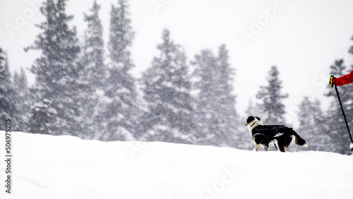 dog in snow © Nathan