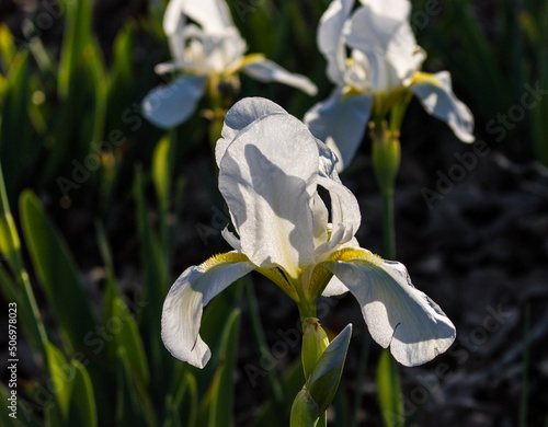 White Bearded Iris Flower