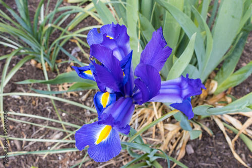 Purple iris flower