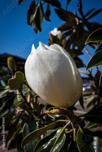 Magnolia Bloom