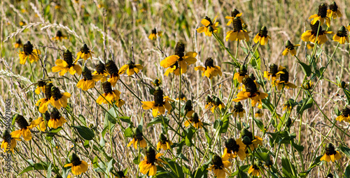 Flowers in a field