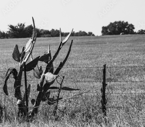Cacti in Black & White