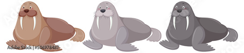 Three walrus in different colours