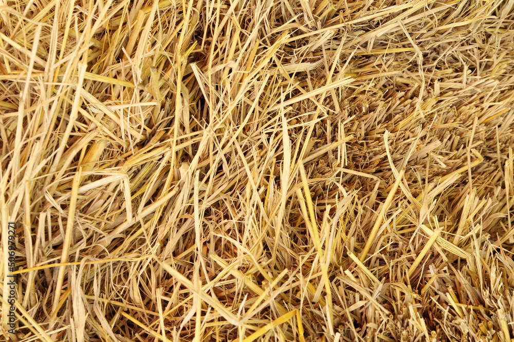 Dry rice straw texture for background and design, hay bale pattern.