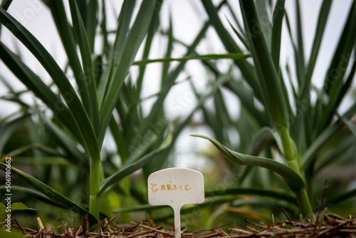 Sprouts of garlic in a garden