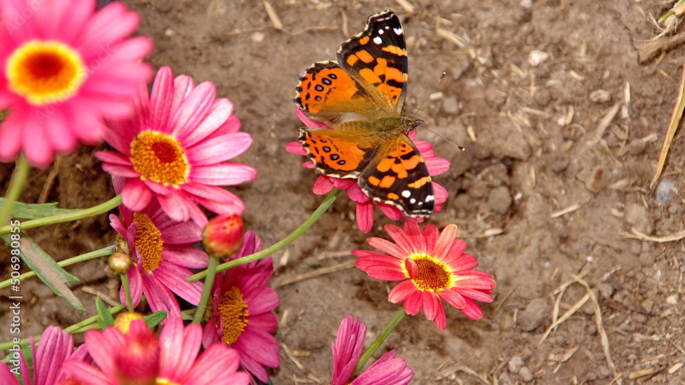 Painted lady butterfly on the flowers in the town square, in San Antonio de Ibarra, Ecuador Painted lady butterfly on the flowers in the town square, in San Antonio de Ibarra, Ecuador