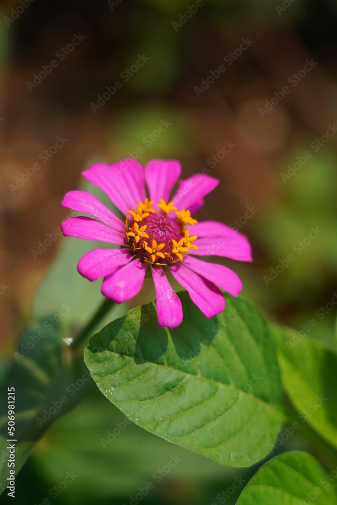 Obraz premium pink and purple flower beautiful zinnia elegans is one of the most famous annual flowering plants of the genus. bright pink flower with yellow center.
