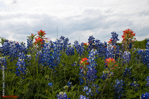 Texas Bluebonnets and Indian Paintbrush