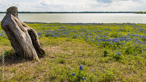 Texas Bluebonnets and Indian Paintbrush