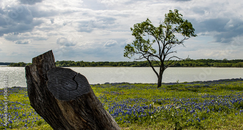 Texas Bluebonnets and Indian Paintbrush