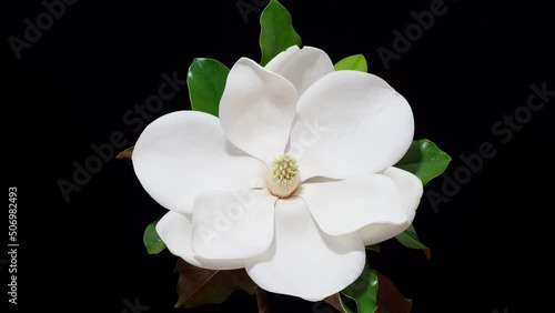Time lapse of blooming flower of Magnolia grandiflora, the Southern magnolia or bull bay, big white flower from bud to full blossom, 4k footage studio shot.