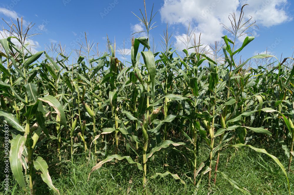 Image of a corn plantation shown in Chiriqui, Panama. Image of a corn plantation shown in Chiriqui, Panama.