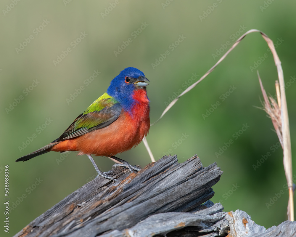 Obraz premium Male Painted Bunting