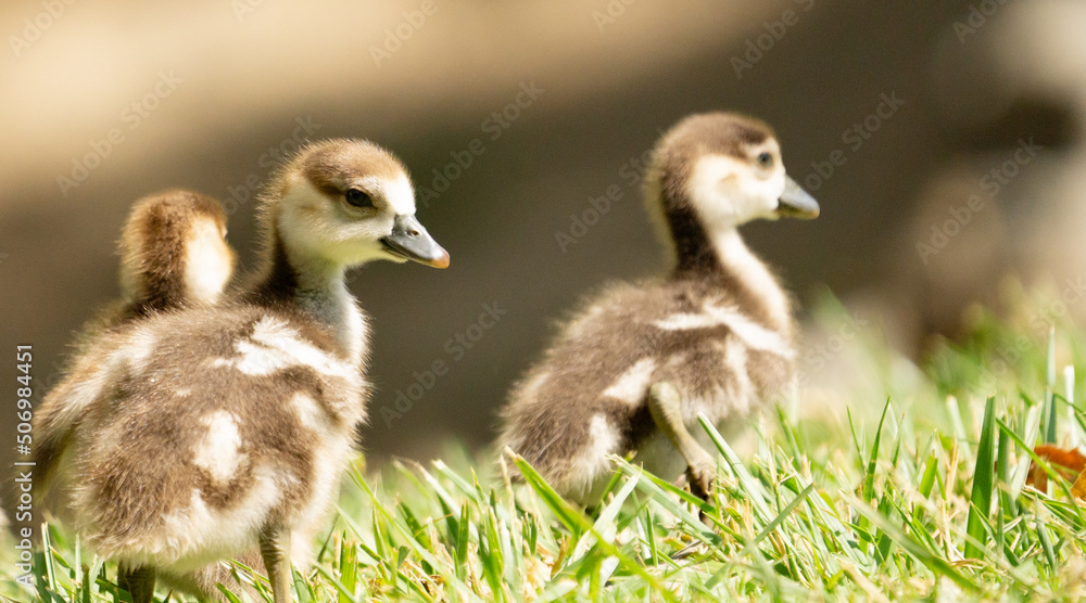 family of ducklings family of ducklings