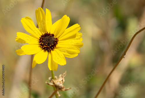 Yellow wild flower 