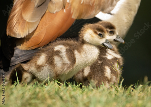 baby goslings and mother. Egyptian geese 