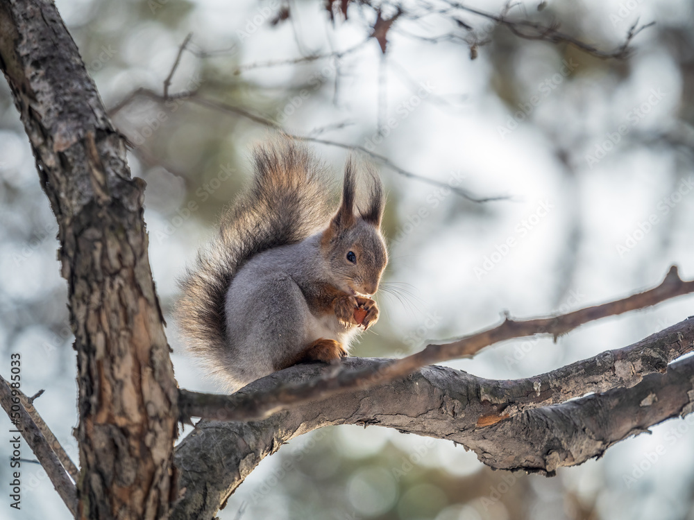 The squirrel with nut sits on tree in the winter or late autumn The squirrel with nut sits on tree in the winter or late autumn