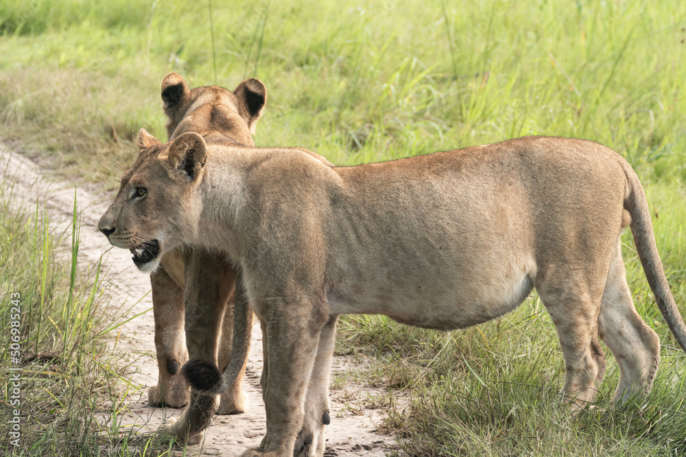 Fototapeta premium lion cub in the savannah