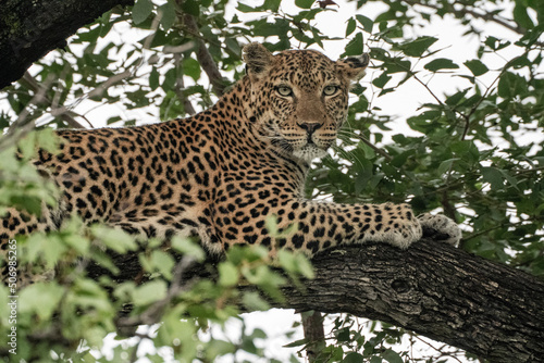 leopard in the tree