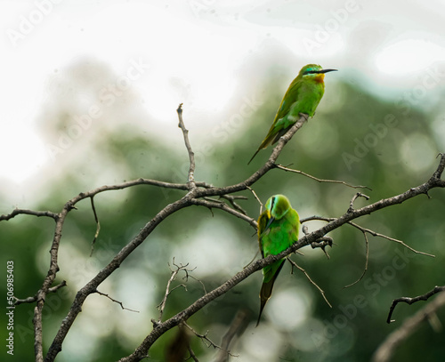 bird on a branch