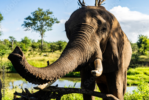 elephant in the zoo