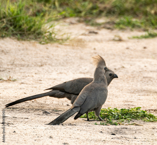 black crowned pigeon