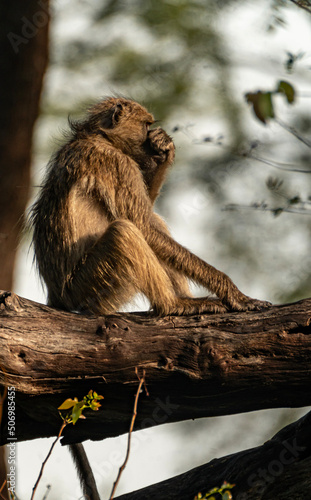lion cub in a tree
