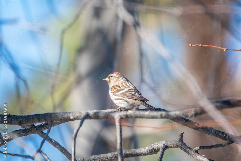 Fototapeta premium Common redpoll female, cute bird with bright red patch on its forehead sits on tree branch without leaves in sunny spring day.