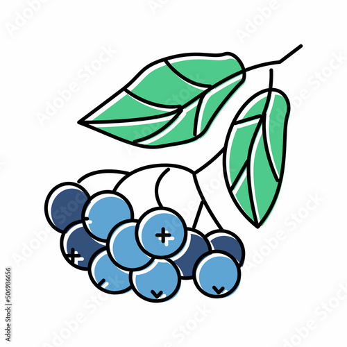 chokeberry berry branch color icon vector illustration
