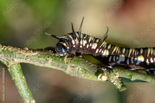 Close view of selective focus of caterpillar walking on branches