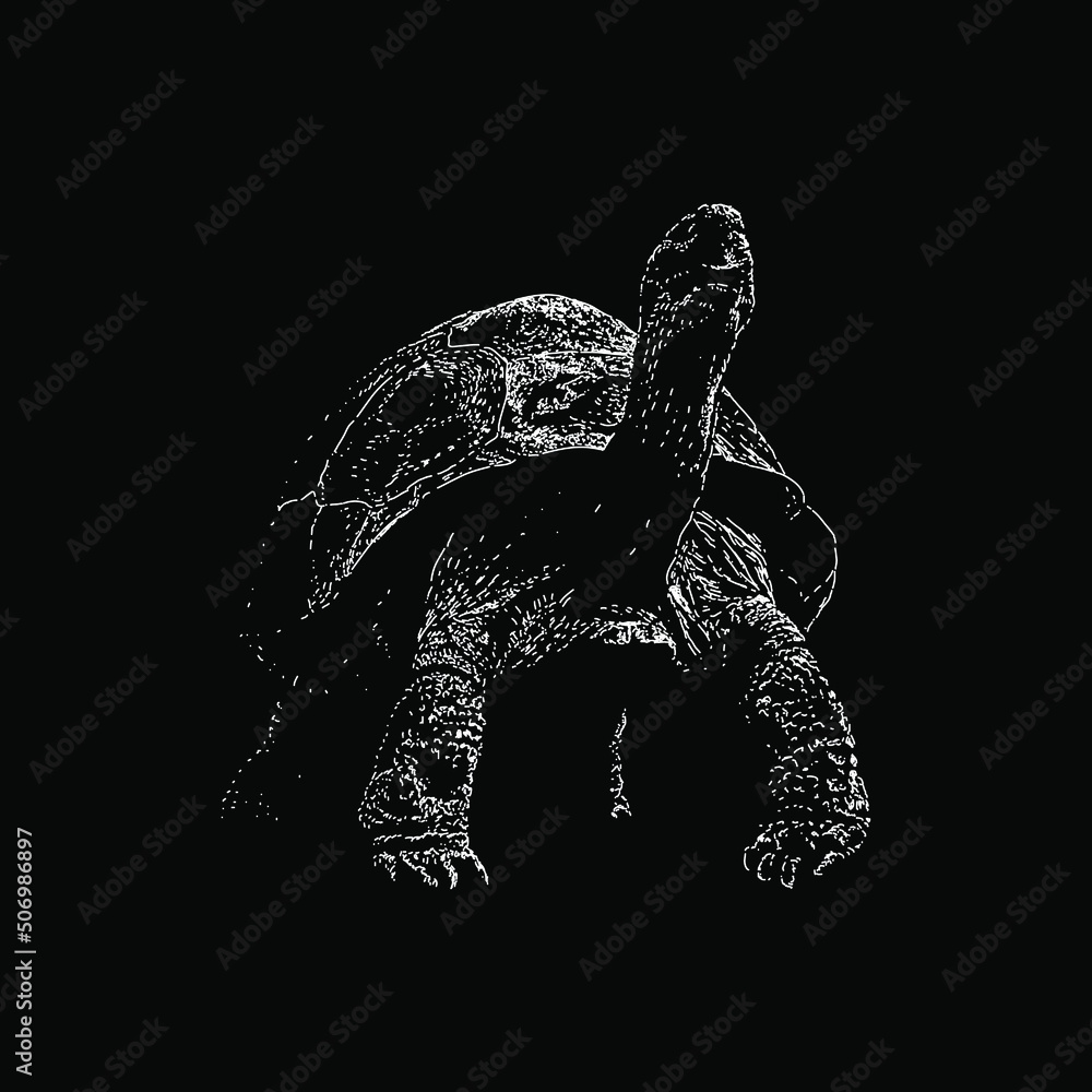 Galapagos Tortoise hand drawing vector illustration isolated on black ...