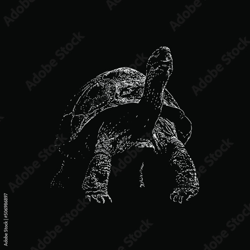 Galapagos Tortoise hand drawing vector illustration isolated on black background