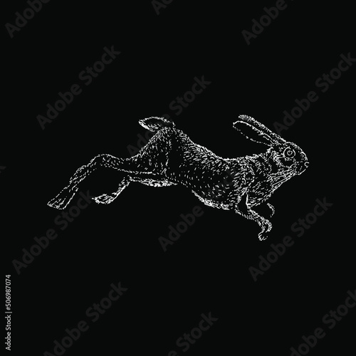Hare hand drawing vector illustration isolated on black background
