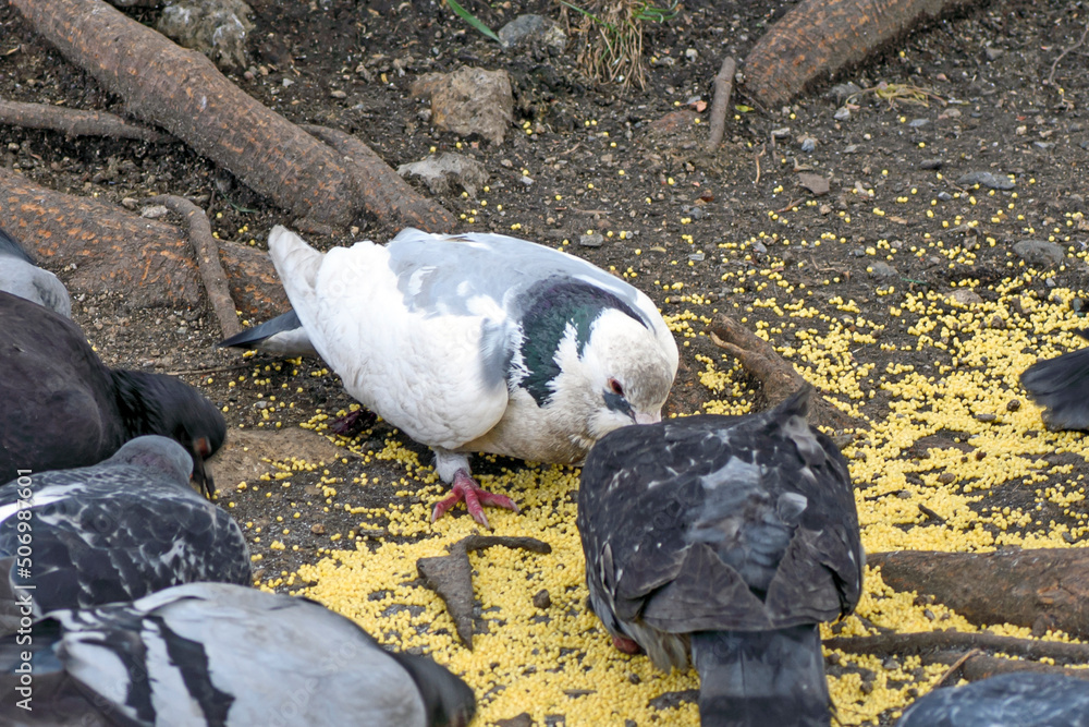 Fototapeta premium A white pigeon pecks millet grits on a spring day