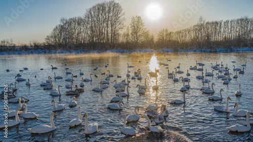 A flock of white swans swims in an ice-free lake at sunset. Steam over the water. A sunny path . The setting sun is shining. Silhouettes of bare trees against the sky. Altai. Lake Svetloye photo